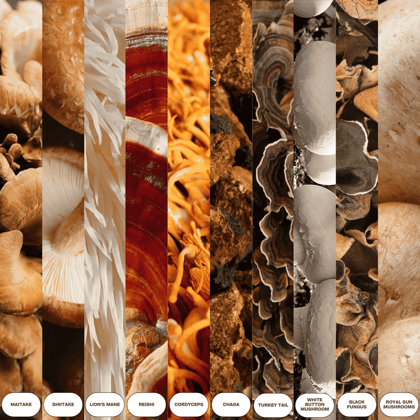 Mushroom Extract Complex Gummies – Focus, Energy & Wellness